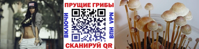 Псилоцибиновые грибы Cubensis  Переславль-Залесский 
